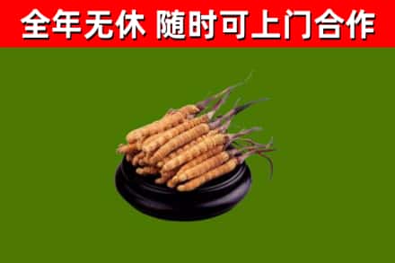 通江县回收冬虫夏草