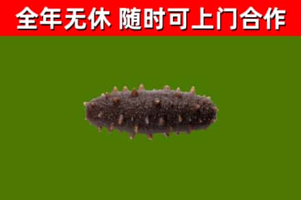 通江县回收海参干